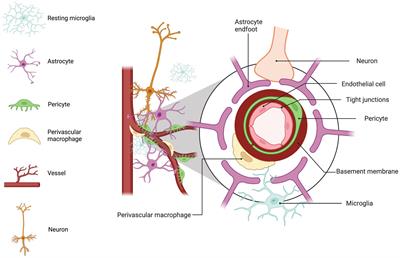 Microglia at the blood brain barrier in health and disease